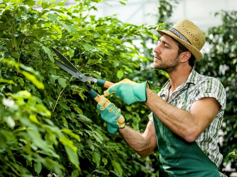 Team maintaining a lush green lawn