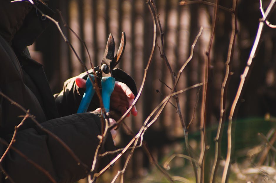 Close-up of a person wearing black gloves using a pair of small pruning shears to trim thin, woody branches of shrubs in a garden. The branches are bare, indicating late winter or early spring, with a